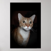 "Caos" o gato Posters