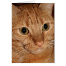 Cara alaranjada do gato de gato malhado cartao