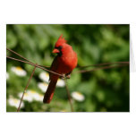 Cardinal Cartao