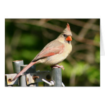 Cardinal Cartao