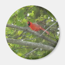Cardinal Imãs