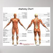 Carta da anatomia de IFA Impressão