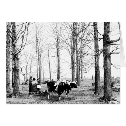Cartão 1904 de Vermont do acampamento do açúcar de