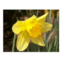 Cartão amarelo do Daffodil Cartões Postais