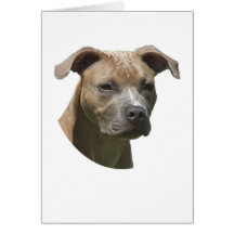 Cartão americano de Terrier (APBT) de pitbull