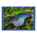 Cartão azul da borboleta