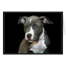 Cartão azul do filhote de cachorro de Pitbull