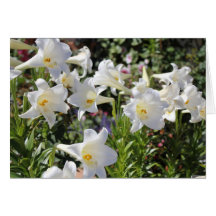 Cartão bonito de Lillies