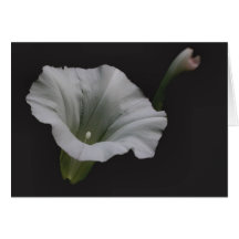 Cartão branco da fotografia da flor da corriola