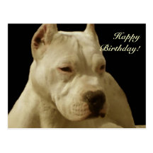 Cartão branco do pitbull do feliz aniversario cartao postal