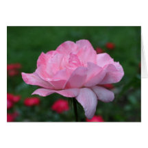 Cartão celestial da fotografia da flor do rosa do 