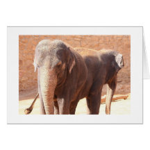 Cartão com fotos dos elefantes africanos
