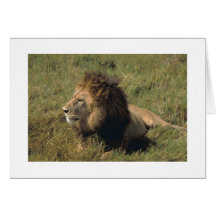 Cartão com fotos masculino africano do leão