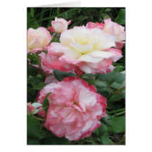 Cartão com os rosas cor-de-rosa & brancos