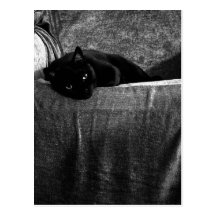 Cartão confortáveis do gato preto cartoes postais