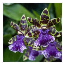 Cartão/convite da orquídea de Zygopetalum