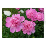 Cartão cor-de-rosa das peônias