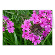 Cartão cor-de-rosa de Sissinghurst
