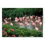 Cartão cor-de-rosa do flamingo