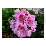 Cartão cor-de-rosa do gerânio