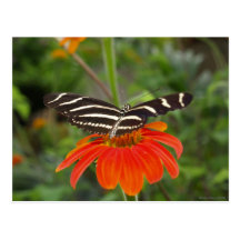 Cartão da borboleta da zebra cartoes postais