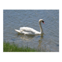 Cartão da cisne cartões postais