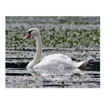 Cartão da cisne muda cartão postal