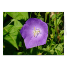 cartão da flor