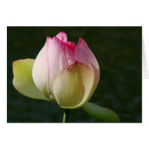 Cartão da flor de Lotus da lagoa