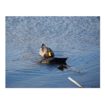Cartão da foto do pato selvagem cartao postal