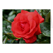 Cartão da fotografia da flor dos espinhos da rosa 