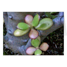 Cartão da natureza
