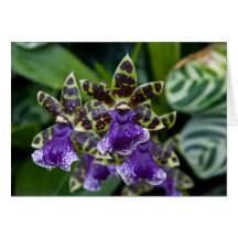 Cartão da orquídea de Zygopetalum