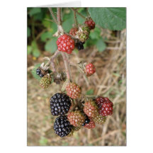 Cartão da pechincha de Blackberry