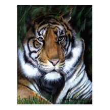 Cartão da pintura do tigre cartoes postais