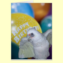Cartão de aniversário do Cockatoo postais
