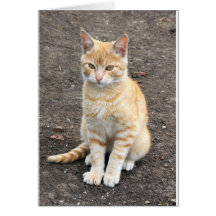 Cartão de assento do gatinho