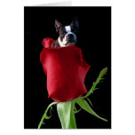 Cartão de Boston Terrier da rosa vermelha