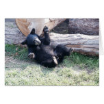 Cartão de Cub de urso preto de Alaska