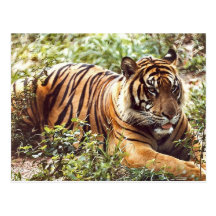 Cartão de descanso do tigre de Sumatran Cartoes Postais