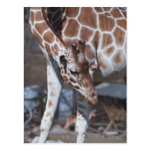 Cartão de Giraff Cartao Postal