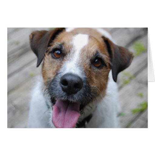 Cartão de Jack Russell Terrier