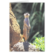 Cartão de Meerkat