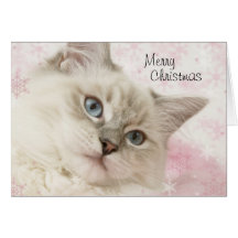 Cartão de Natal de Ragdoll