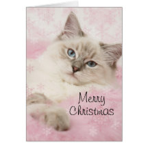 Cartão de Natal de Ragdoll