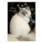 Cartão de Natal de Ragdoll