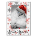 cartão de Natal do gatinho do papai noel