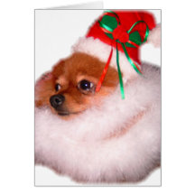 Cartão de Natal do papai noel de Pomeranian