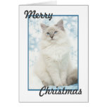 cartão de Natal do ragdoll