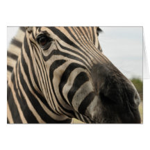 Cartão de nota - convite - zebra